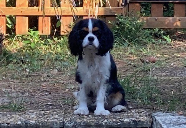 Chiots de Monza et Maxwell Smart