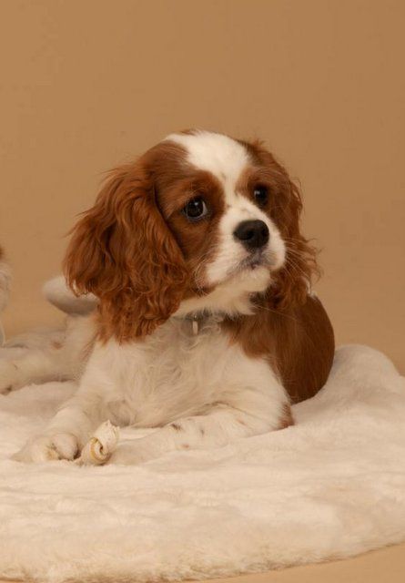 Chiots de Noisette et Maxwell Smart