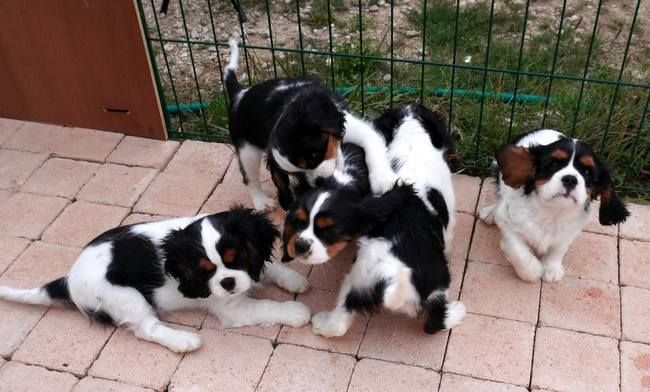 des Deux EquiNoxes - Cavalier King Charles Spaniel - Portée née le 25/06/2023